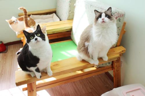 猫咪的脚毛怎么处理,猫咪脚毛为什么要剪