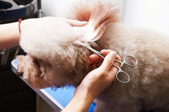 狗狗的耳毛是拔掉好还是剪掉好,狗狗拔了耳毛后用什么护理