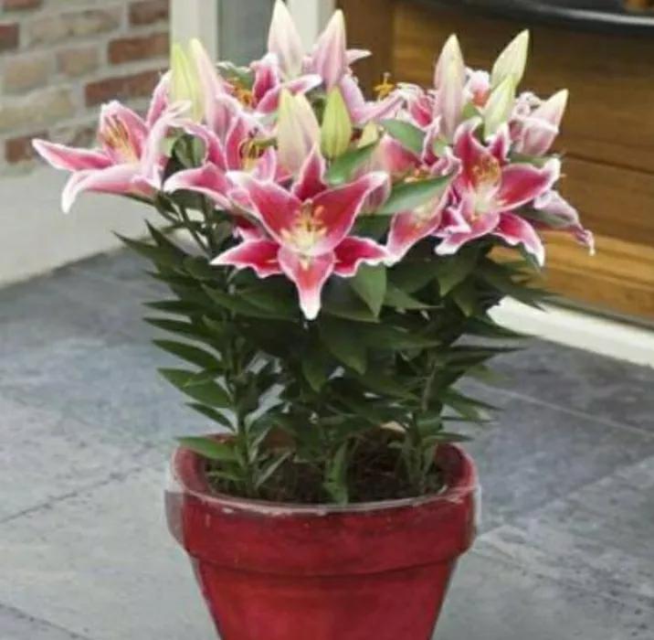 春季开花球根混种夏秋开花植物,球茎植物哪种花好看又好养活