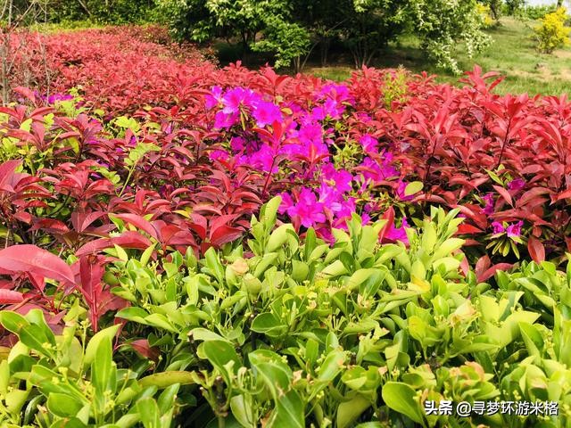青岛的金沙滩和银沙滩哪个比较好,青岛金沙滩风景区简介