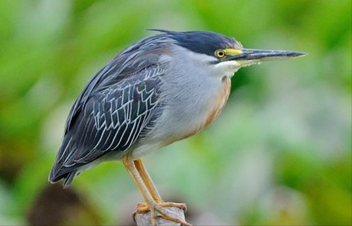 广东常见鸟类图谱图文,广东常见鸟类图谱