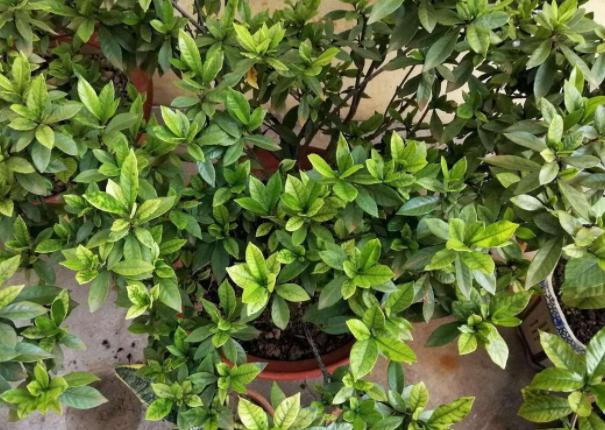 栀子花水培扦插是放阳光下直晒吗,栀子花水培扦插有绒毛是怎么回事