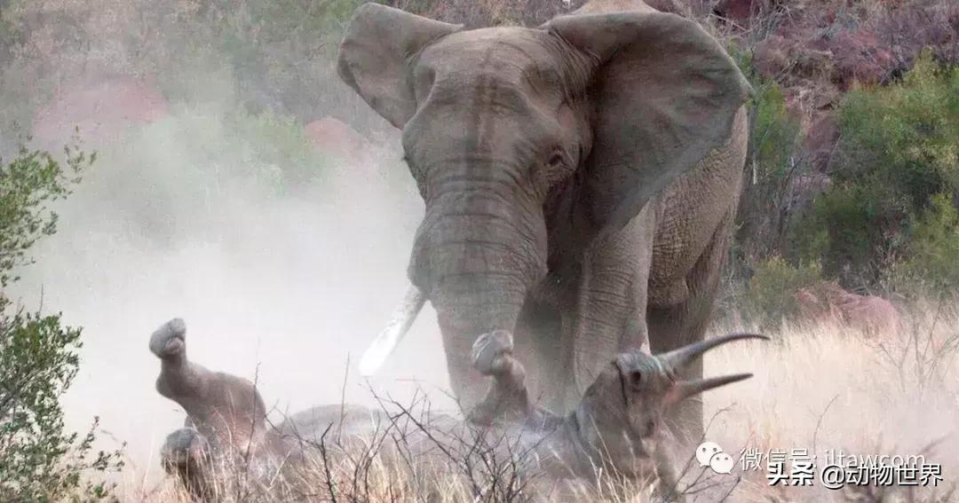 食草动物中的“斗士”-黑犀