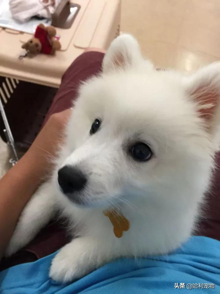 银狐犬性格温顺吗知乎,银狐犬喜欢雪吗