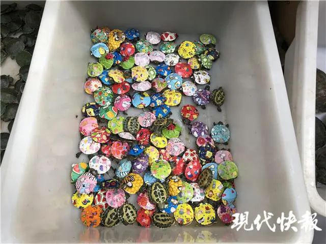 五颜六色的小动物火了,五颜六色的小动物