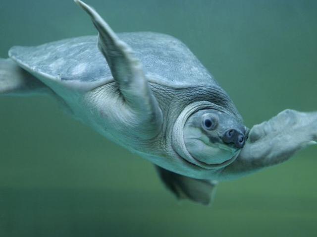 匠志萌宠乐园教学,匠志萌宠