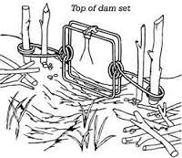 河狸皮毛的优点,河狸皮毛十分名贵