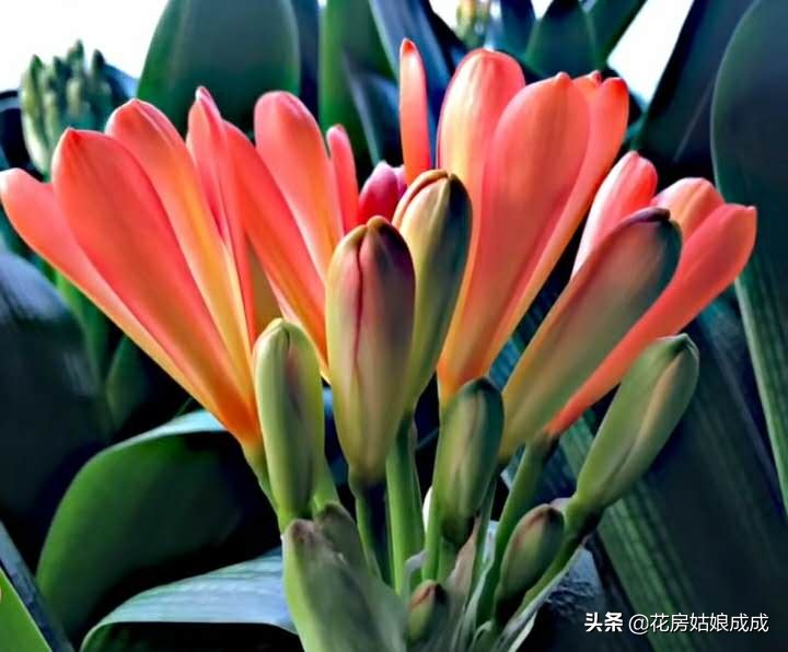 君子兰长花苞还没出来怎么办,君子兰有花苞了不开花怎么办