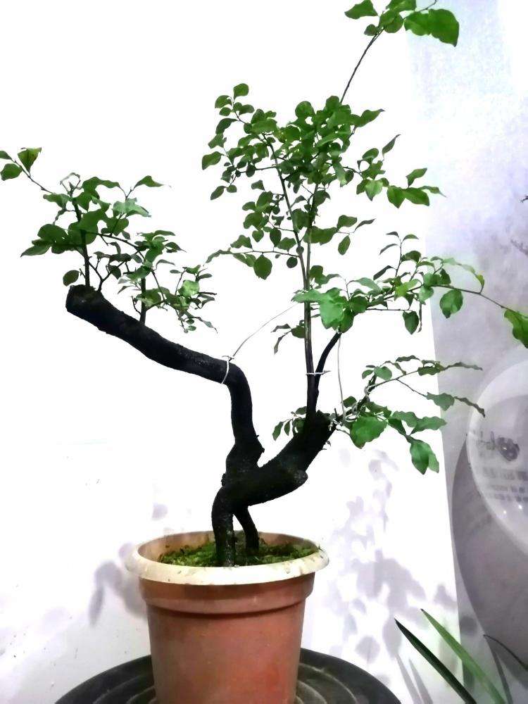 金弹子怎么养护才能开花结果,金弹子开花挂果注意事项