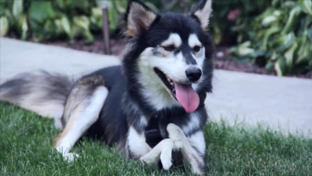 狗狗的前腿断了的特征,狗狗天生前腿畸形还能治么