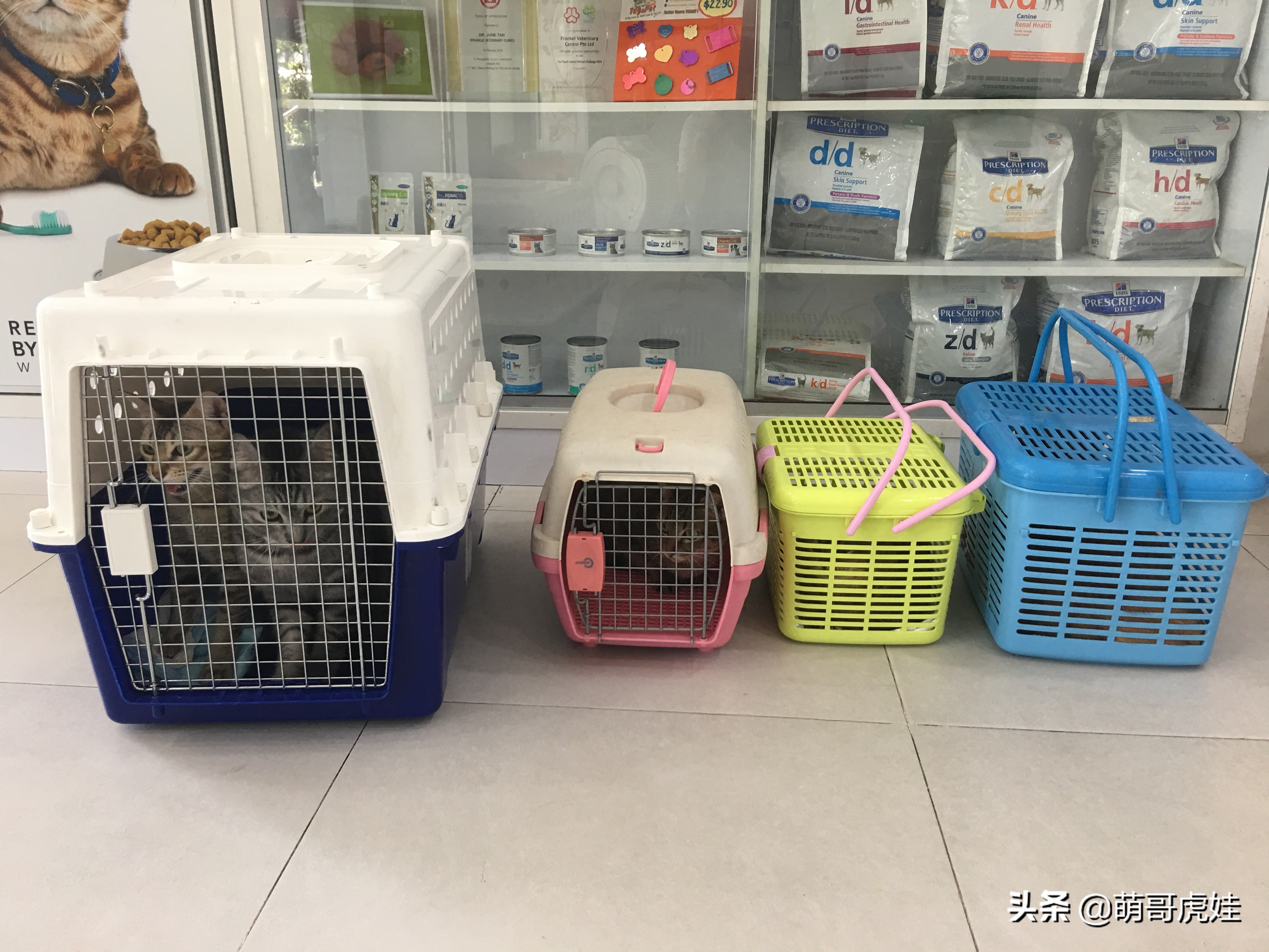 主人带大型犬狗去打针,给家里十几只猫打疫苗