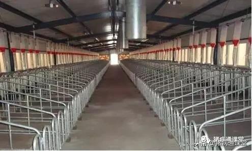 猪场猪栏,养猪栏的优缺点