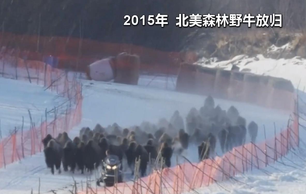 现存北美野牛有多少头,灭绝了的巨大美洲狮