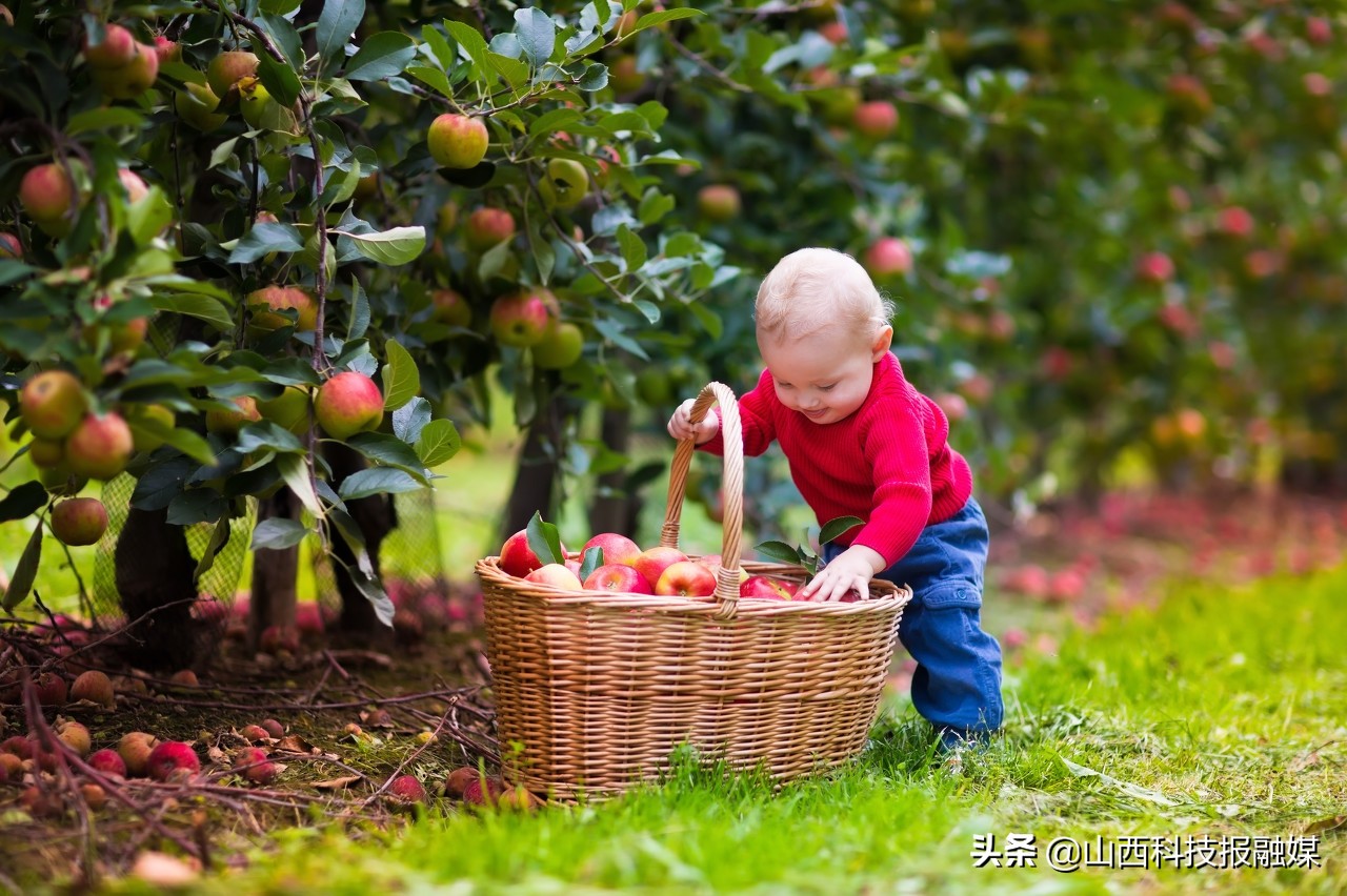 山西苹果增产增收,山西平陆苹果产业发展思路