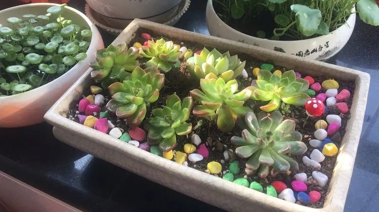 多肉新年寄语,养多肉七八年用心沉淀静待花开