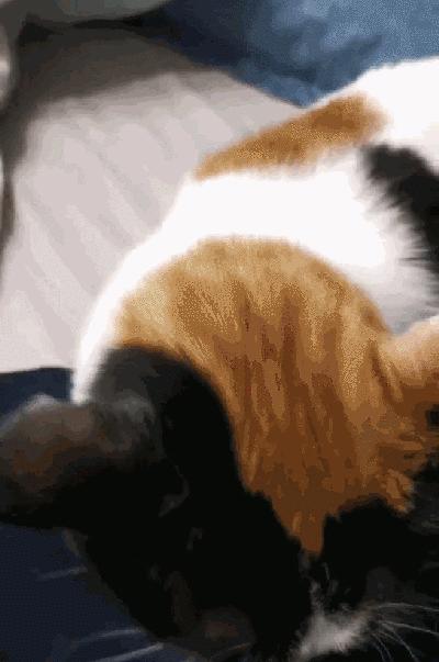 求助！我的猫以为自己是我妈怎么办？