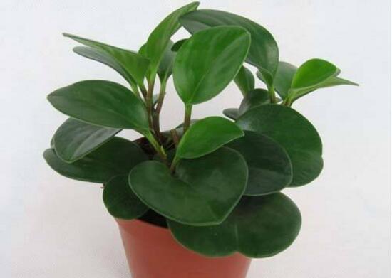 紫边碧玉和碧玉哪个好养,碧玉的养殖方法和注意事项