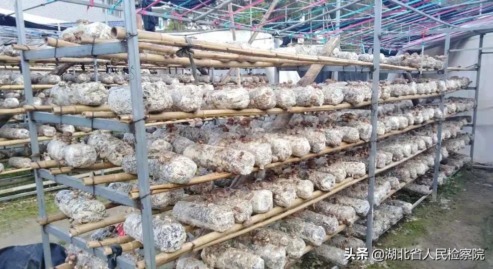 陈湾村疫情,疫情前的陈溪村