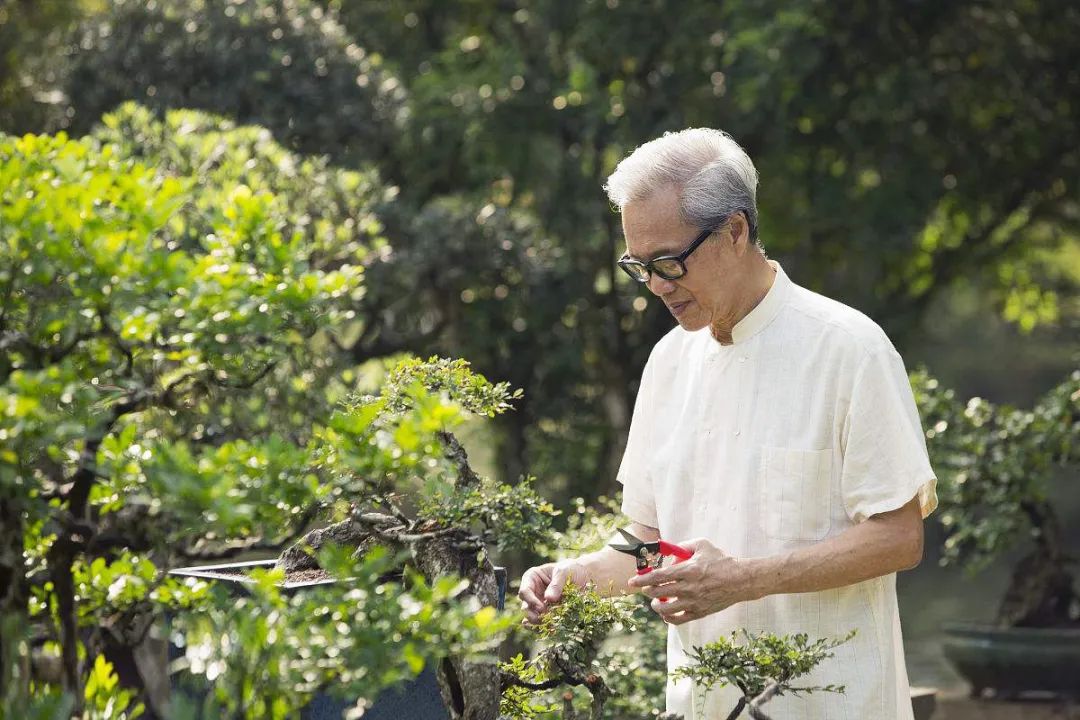 盆景素材十大排名 (什么盆景素材最好)