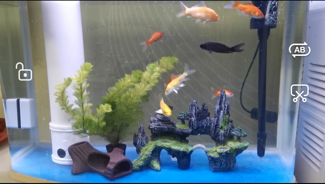 新手养鱼首选什么鱼,新手养鱼的全套设备