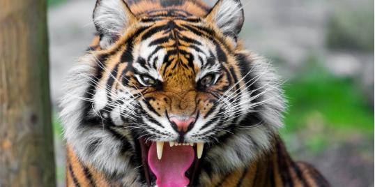 孟加拉虎捕猎网纹蟒,孟加拉虎和网纹蟒