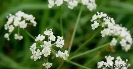 种植中药材需要哪些条件,北方种植什么中药材才适合