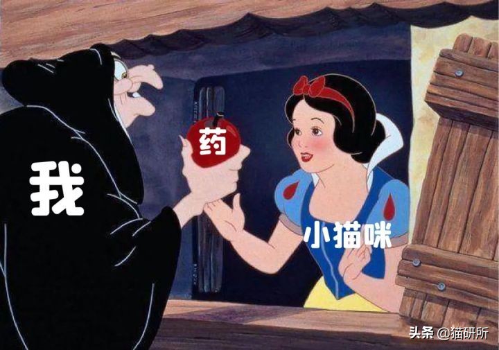 一学就会的喂药秘笈！轻松解决猫咪的吃药难题