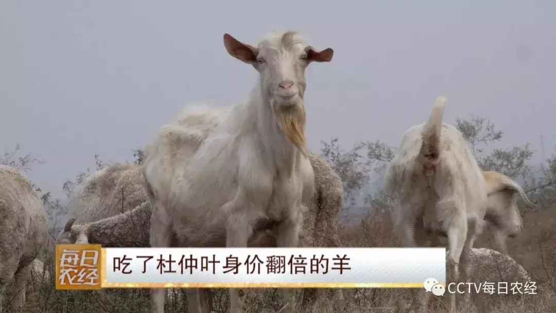 吃得了杜仲，卖的出价钱的羊