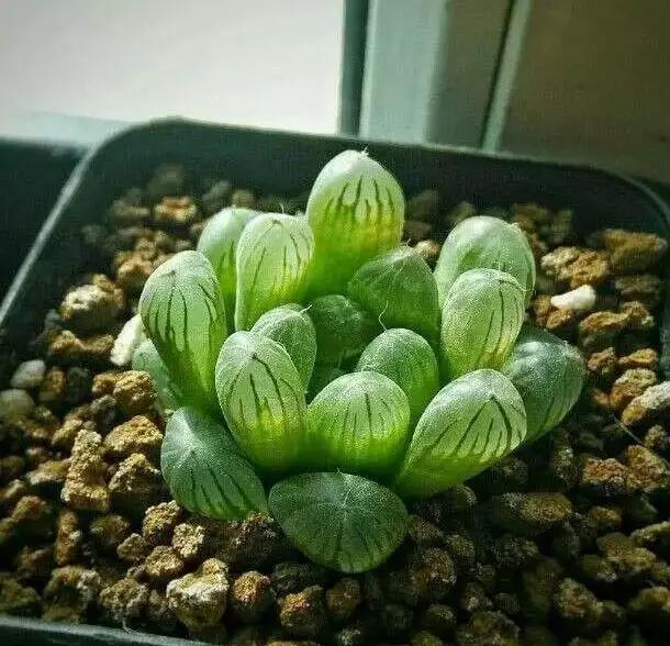 推荐轻松玩转100种常见多肉植物,700种多肉植物图鉴pdf百度云