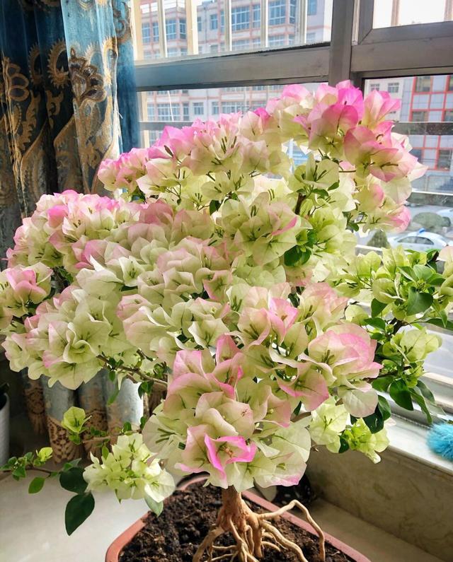 普通三角梅怎么样养成盆景,家庭养好三角梅的诀窍