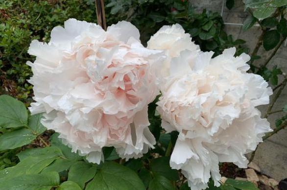 牡丹花的盆栽技术和管理,盆栽牡丹花的春季养殖方法