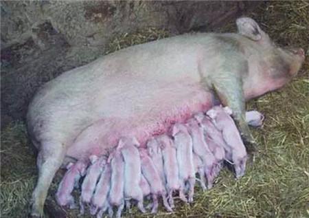 母猪产后发烧用什么药效果最好,母猪产后热如何预防