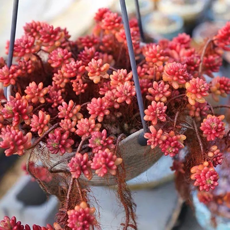 八种好看又好养的多肉，看看你家养了几种？