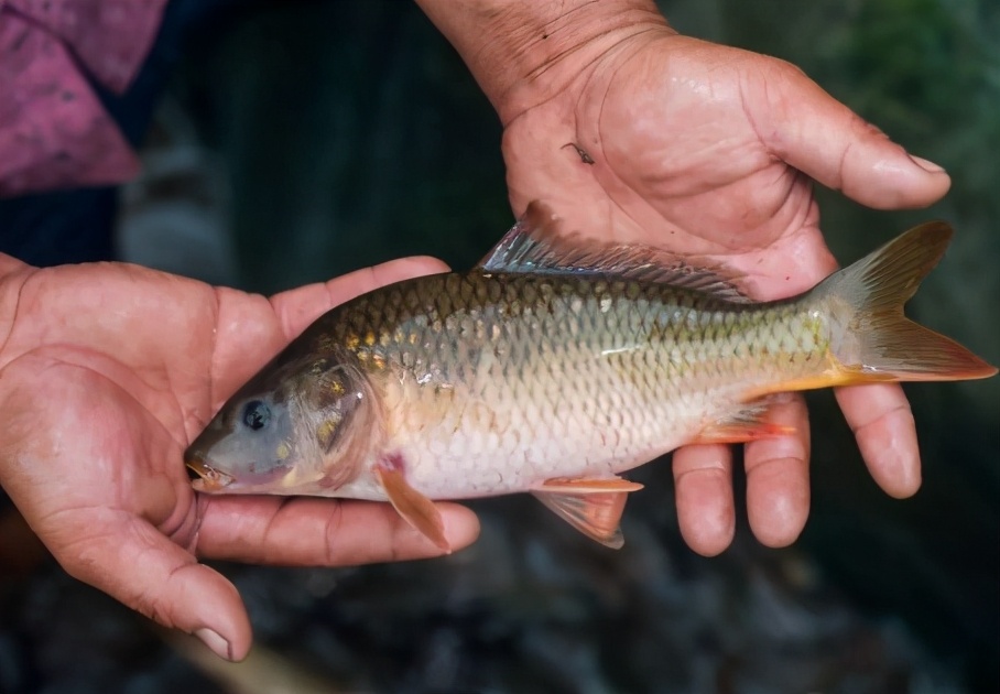 鲤鱼做贡品,鲤鱼亩产50斤