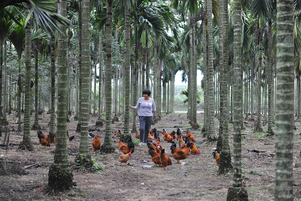 鸡粪烧了怎么办,鸡粪烧苗解决办法打什么药