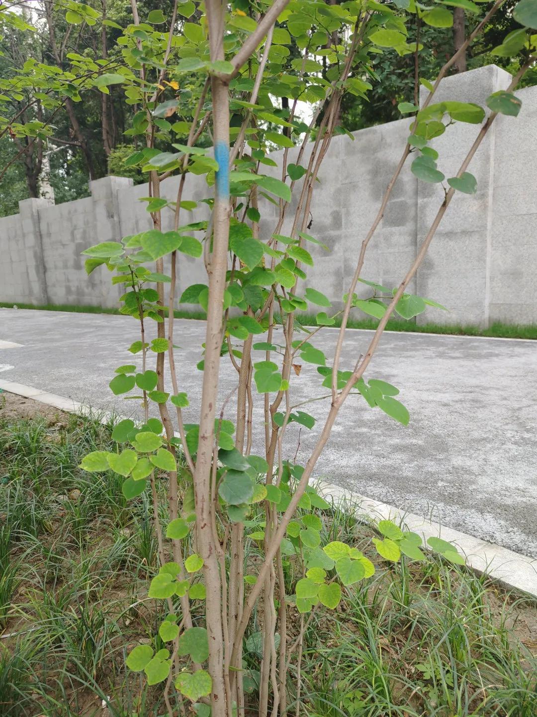 美呆~金牛又一小学校,改扩建完成!