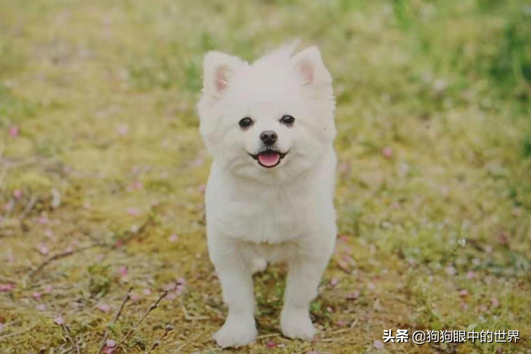 流浪狗治愈抑郁症,没想到自己竟然得了重度抑郁症