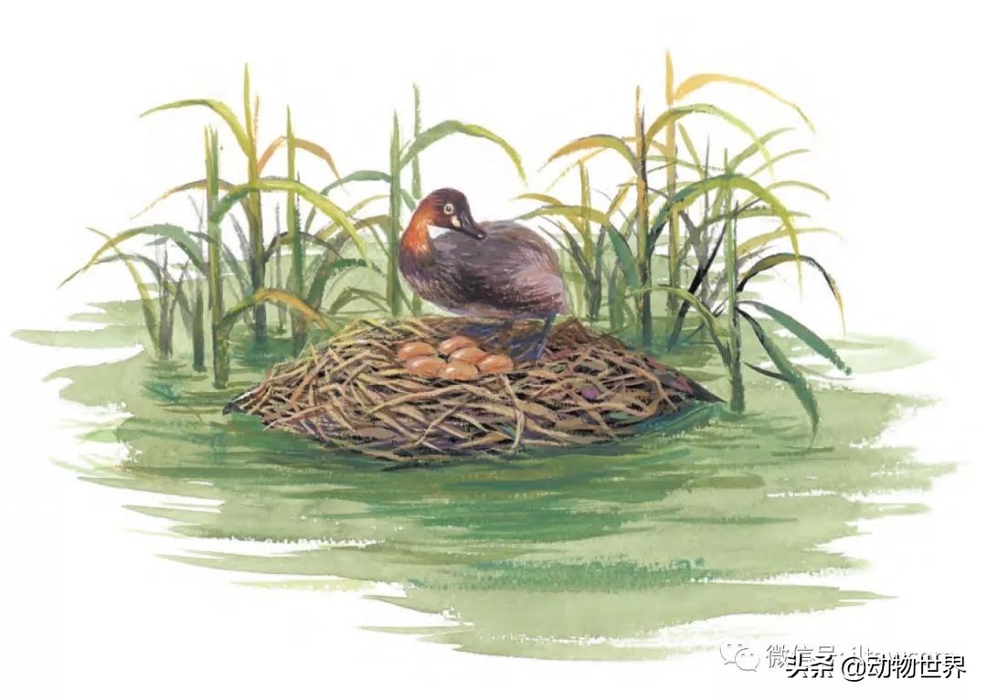 手绘动物地图,探索大自然手绘画