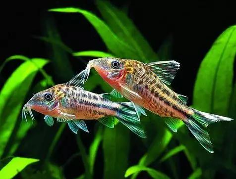 最经典的养鱼模式,养鱼大全100种