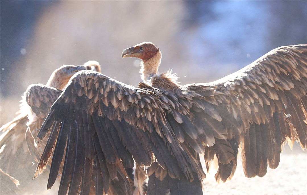 青海泽库公路现高山秃鹫，形象凶狠声誉差，却对伴侣忠贞不二