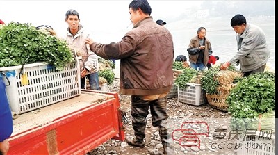 重庆长江禁渔十年最新成果,2019重庆自然水域禁渔期