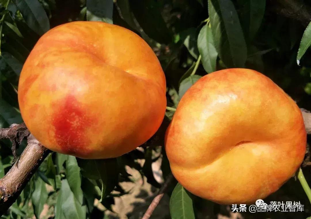 黄蟠桃和黄油蟠桃哪个更好,黄油蟠桃2019