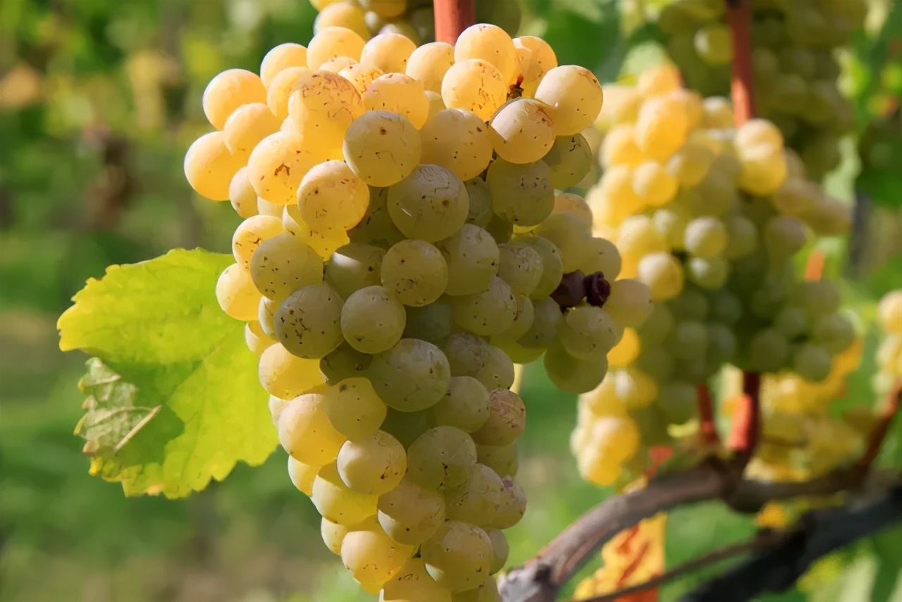 长相思葡萄酒科普,长相思葡萄酒最好的饮用时间