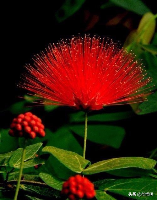 十种稀有长寿花,80个长寿花品种全都美极了