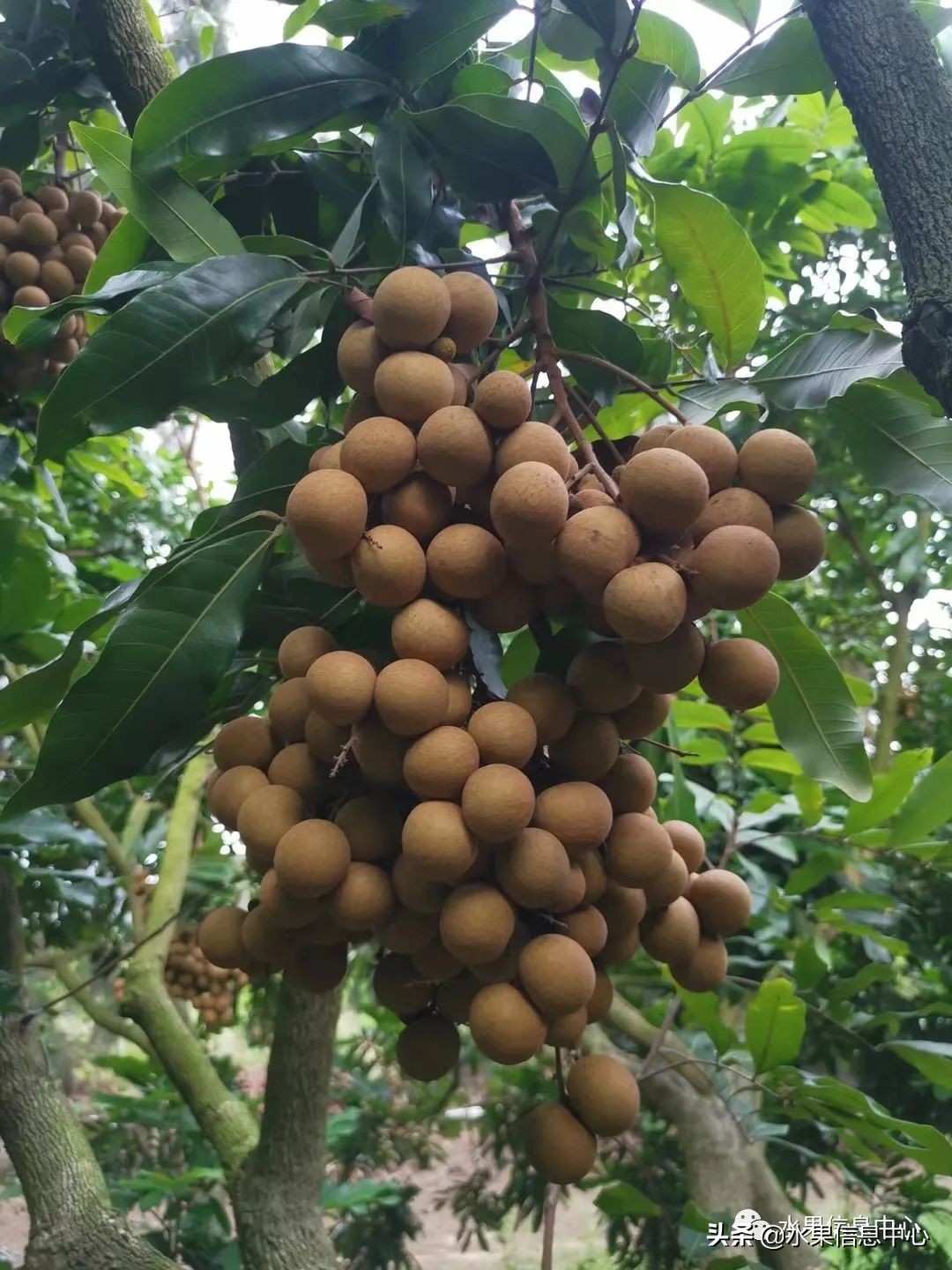 水果天堂：海南水果品种及上市时间表