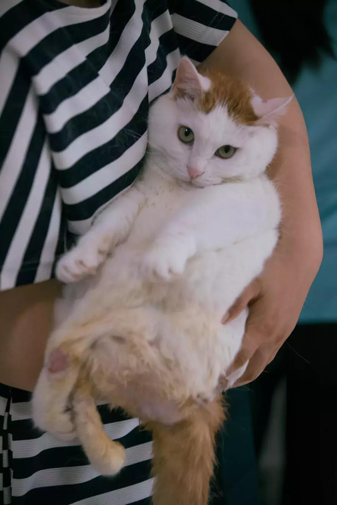 猫猫后腿瘫痪能自愈吗,猫猫后腿突然瘫痪了