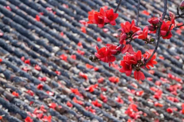 我的单相思,你是我的单相思完整版