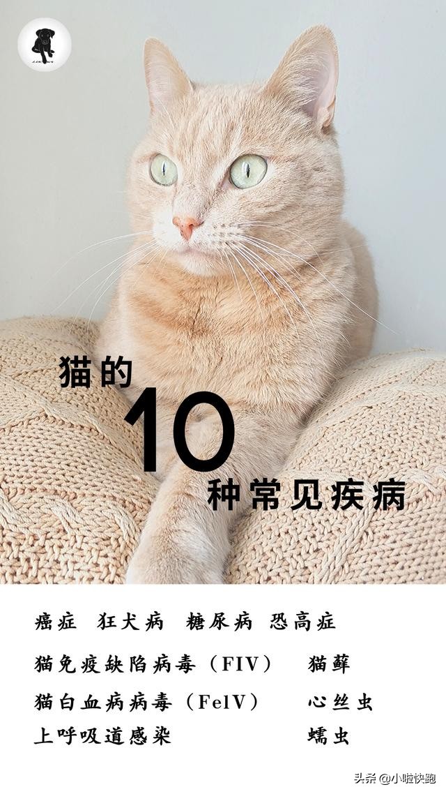 猫有多大概率有狂犬病,猫的常见皮肤病有哪些