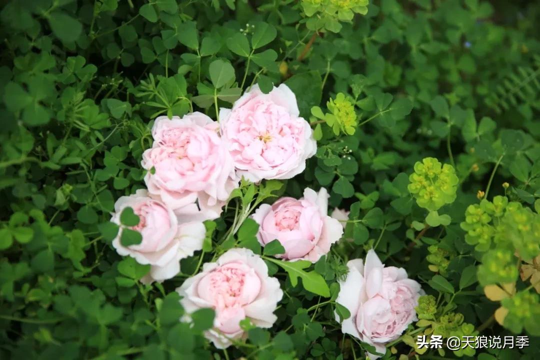 又一个十年,国产自育品种