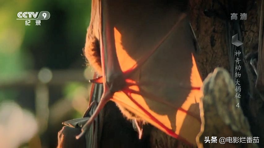 蝙蝠为什么是背锅侠,蝙蝠真实纪录片